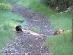 Pheasants in Kipuka Puaulu.