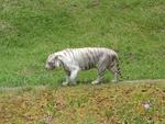 White bengal tiger Namaste`. Inside the zoo, of course.