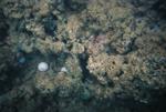 3 golf balls hidden in an underwater coral don't seem to be a coincidence. Apparently, someone is collecting them.