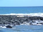 Hawaiian monk seal.