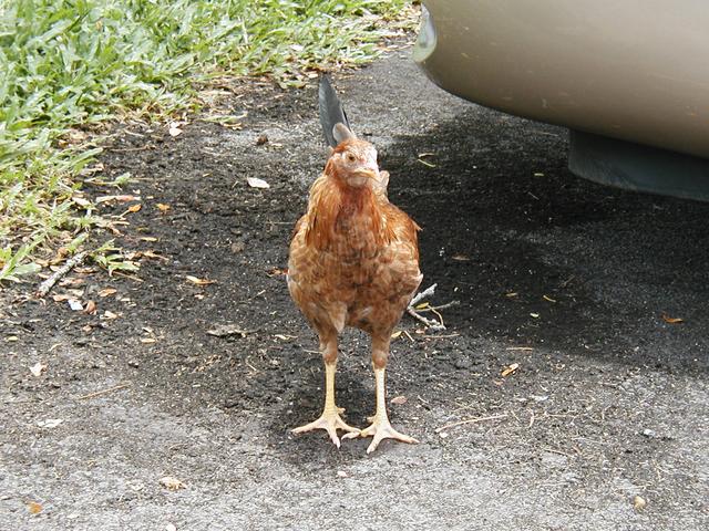 Pana`ewa Rainforest Zoo near Hilo. Wild chickens are everywhere in Hawaii, even on parking lots.