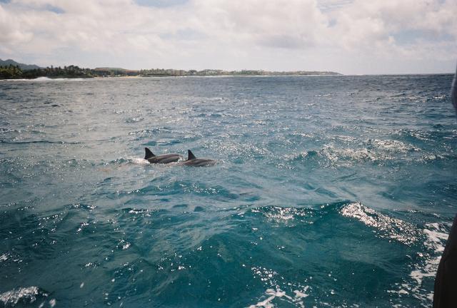Dolphins - a snorkeling tour begins.