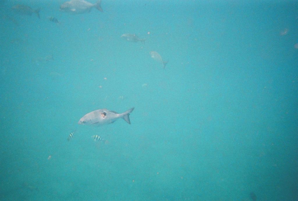 Poor fish!
