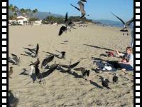 Feeding the seagulls