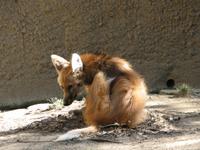 Maned Wolf