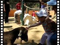 Petting a goat at LA Zoo