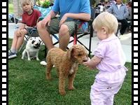 Misha with dogs