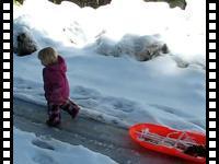 Misha pulling a sled