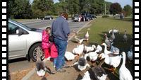 feeding geese