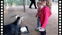 Feeding goats at the zoo
